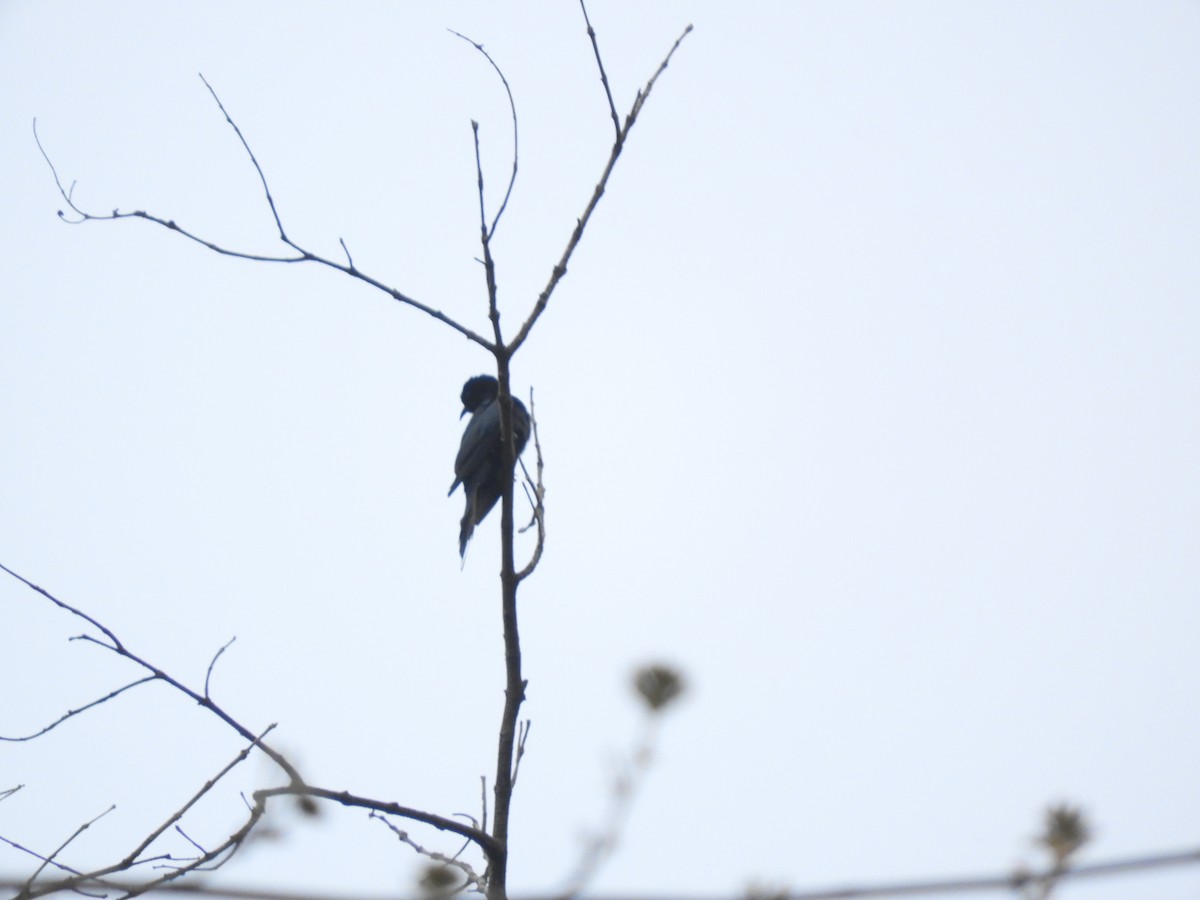 Square-tailed Drongo-Cuckoo - ML103032521