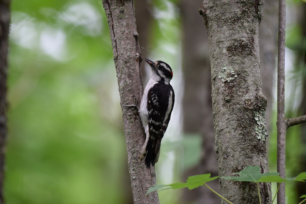 Hairy Woodpecker - Brian DeBoyace