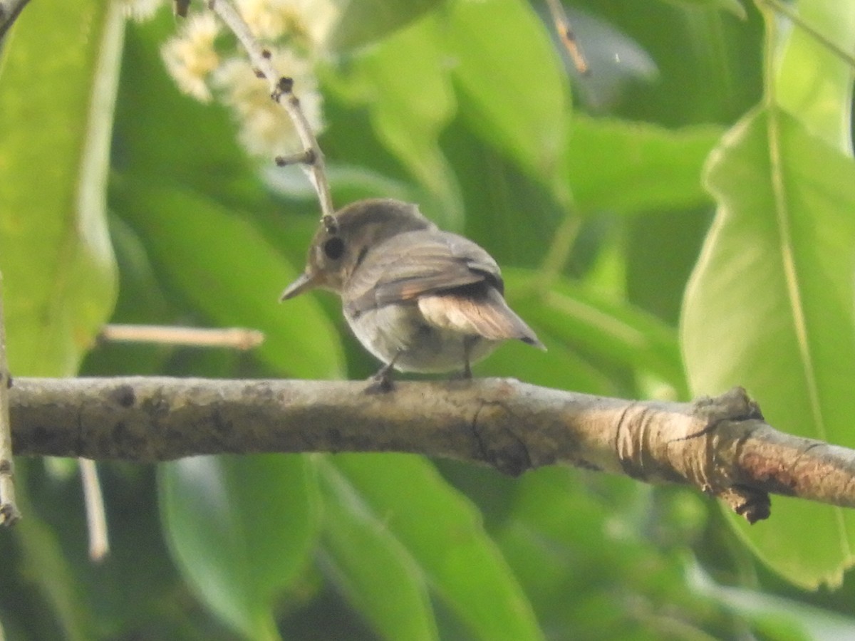 Rusty-tailed Flycatcher - ML103033831