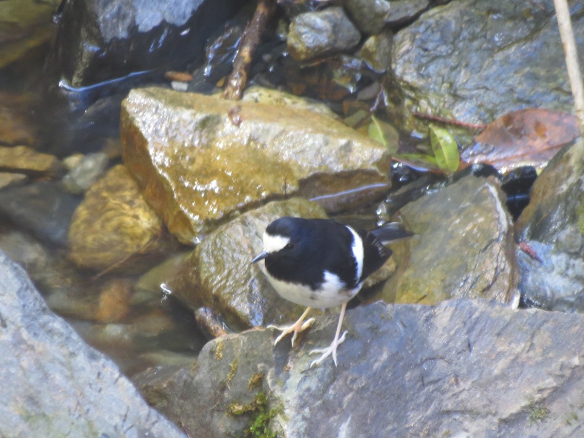 Little Forktail - ML103034411