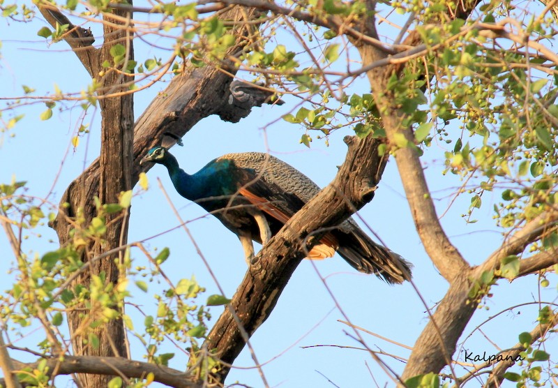 Indian Peafowl - kalpana jayaraman