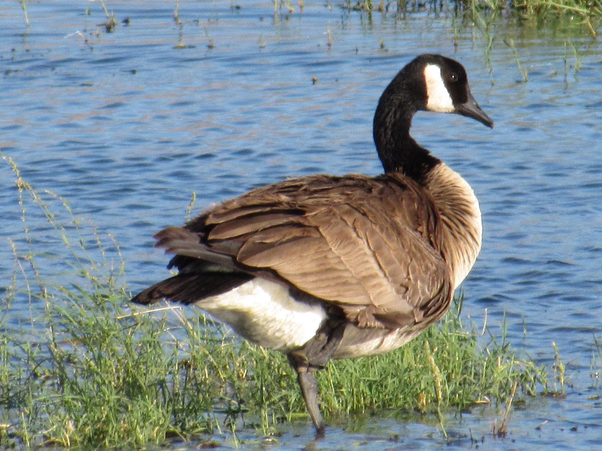 Canada Goose - Ed Dunn