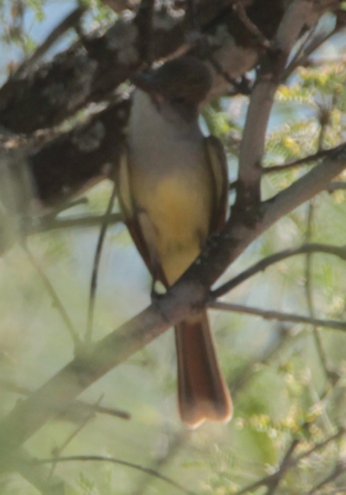 tanımsız Myiarchus sp. - ML103036771