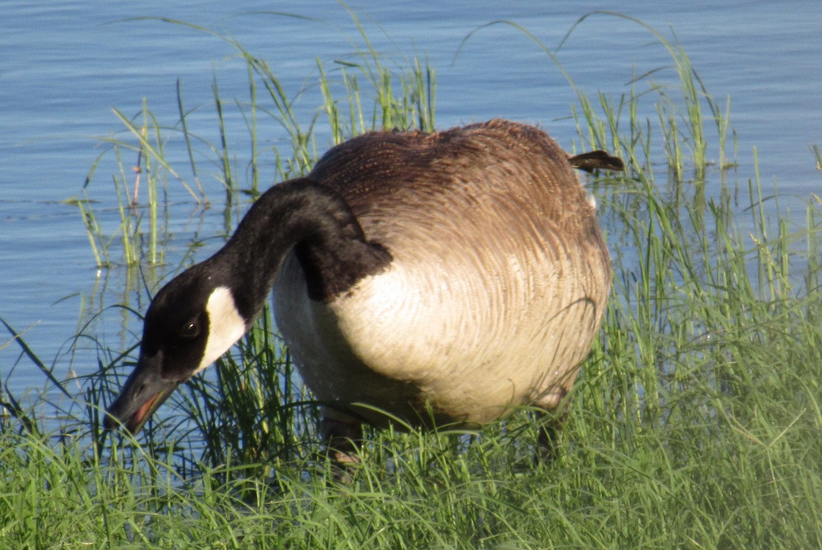 Canada Goose - Ed Dunn