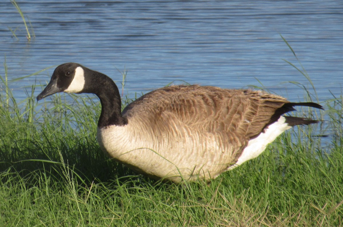 Canada Goose - Ed Dunn