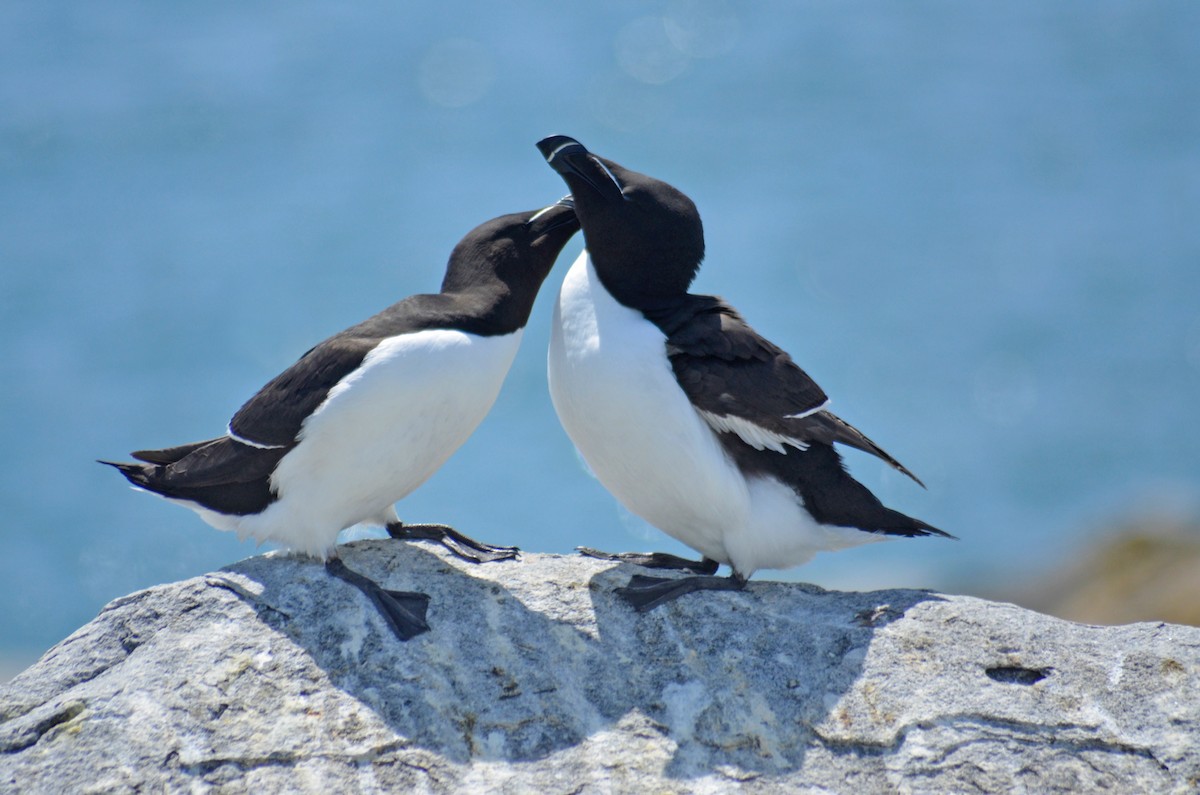 Razorbill - ML103039531