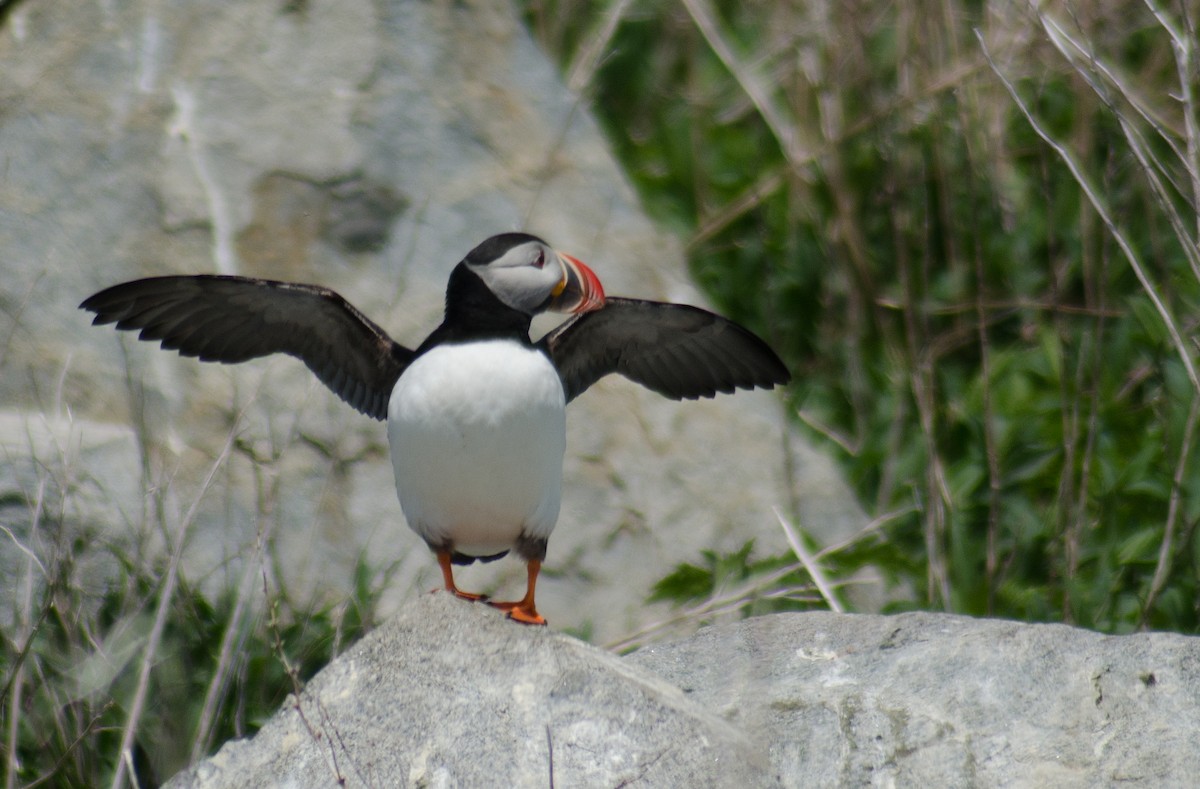 Atlantic Puffin - ML103039751