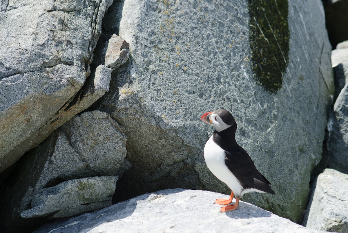 Atlantic Puffin - Robin Sowton