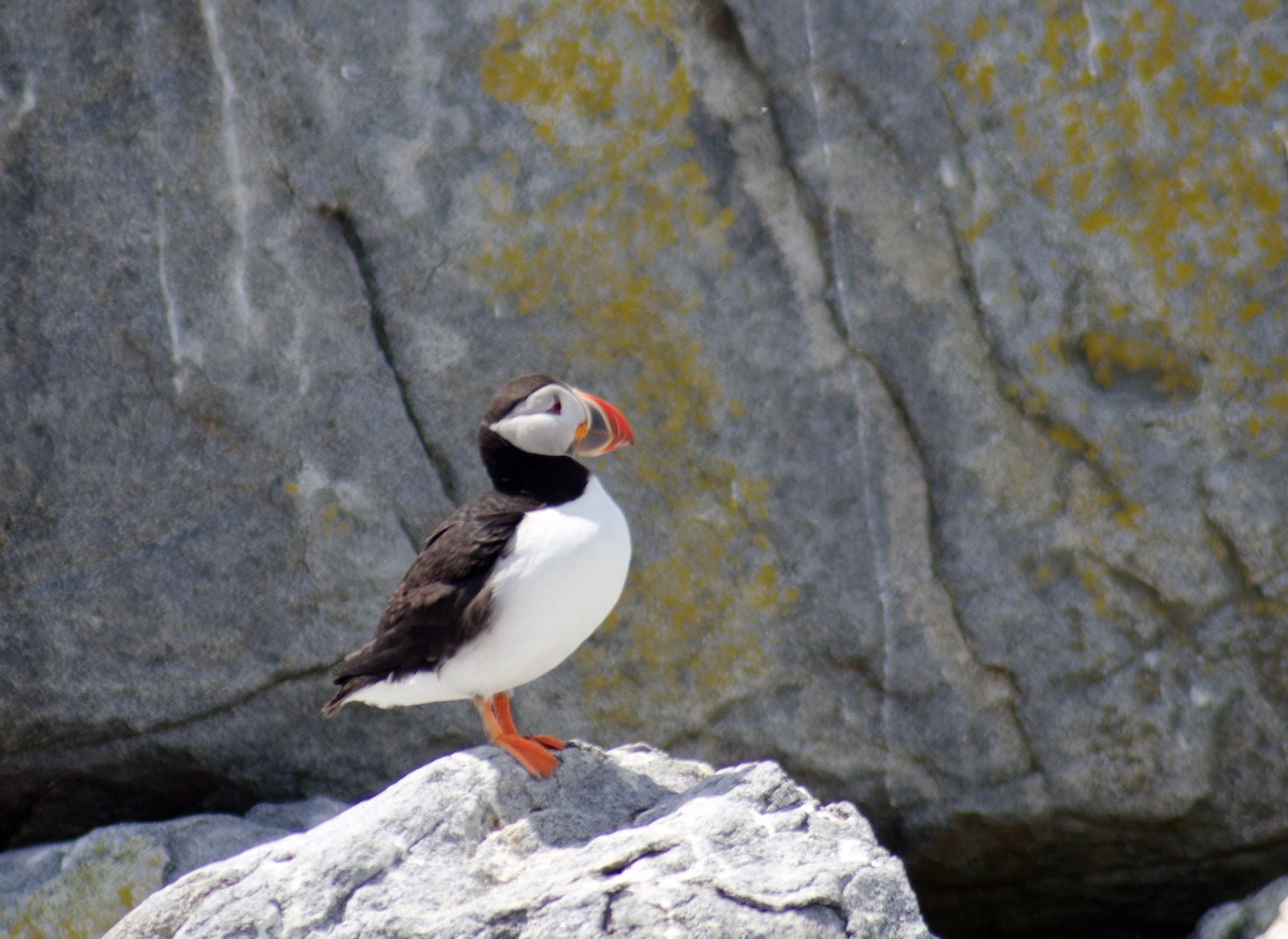 Atlantic Puffin - Robin Sowton