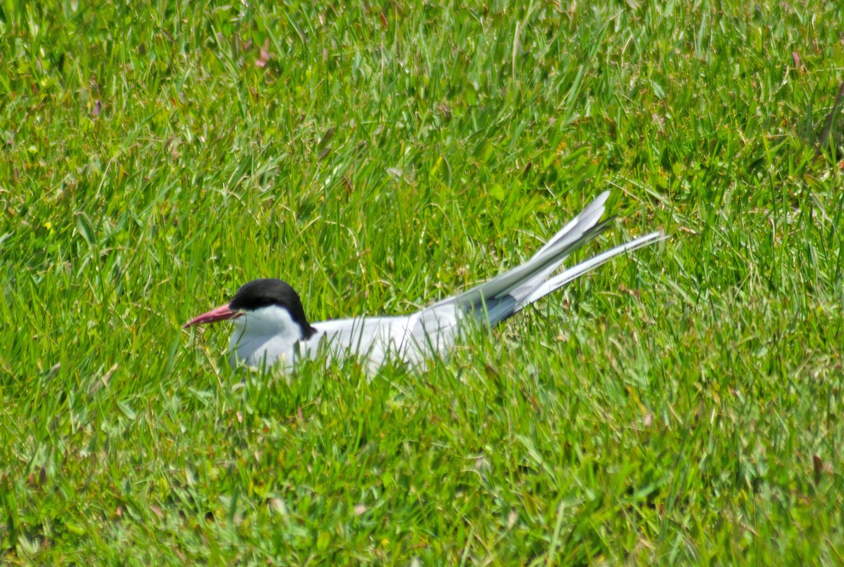 Arctic Tern - Robin Sowton