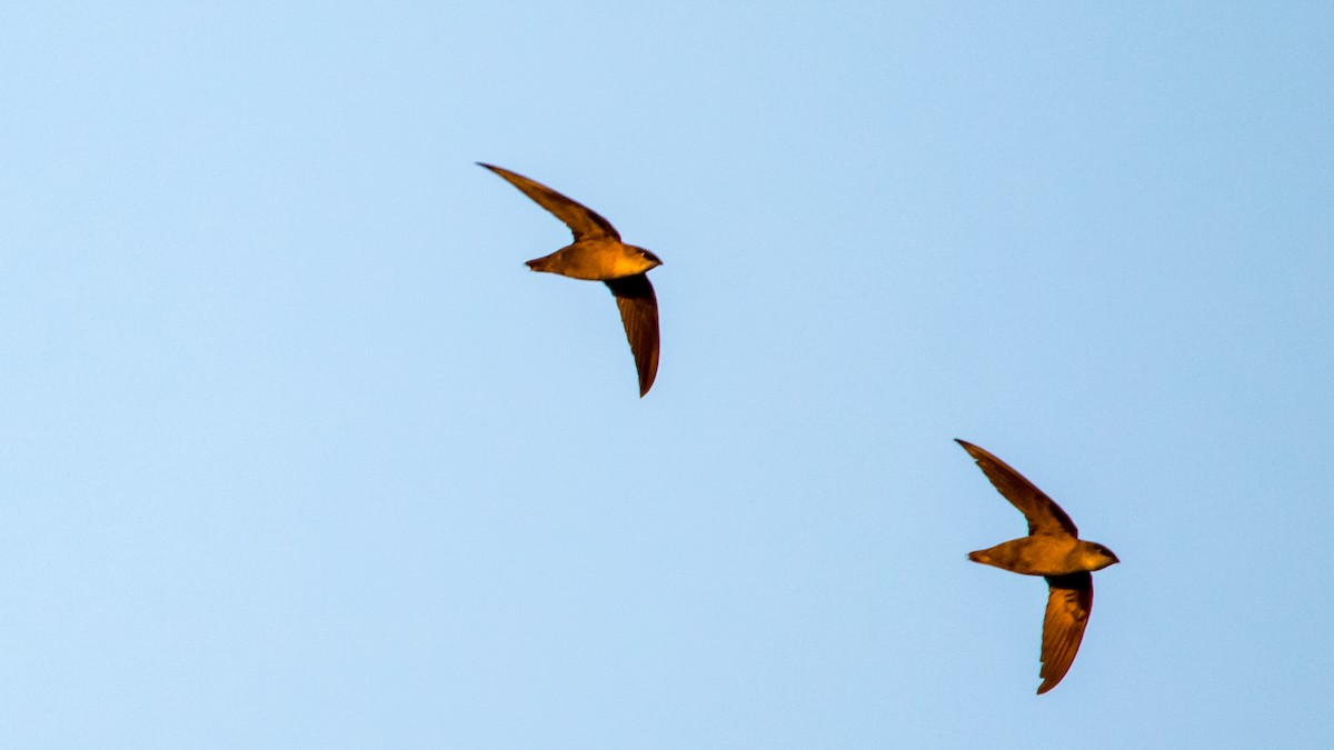 Chimney Swift - ML103040431