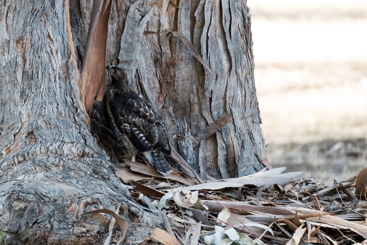 Zapelatz buztangorria - ML103041561