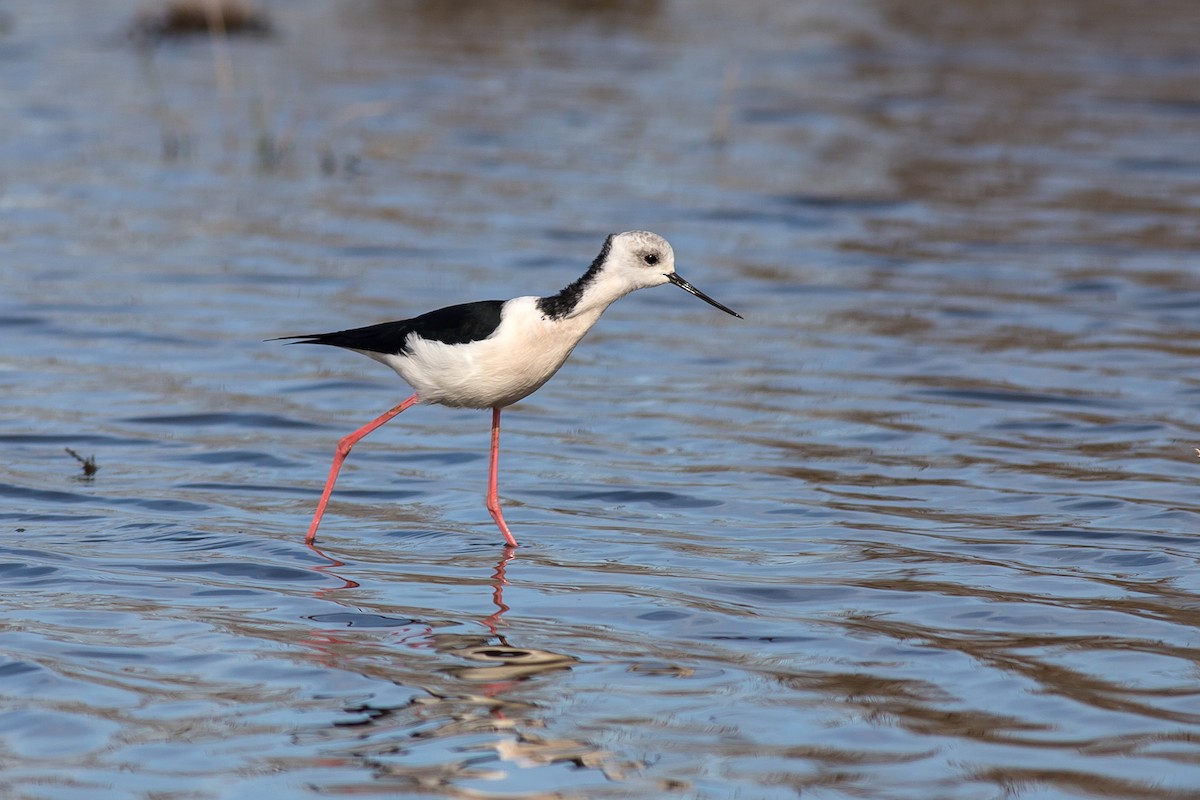 Pied Stilt - ML103041571