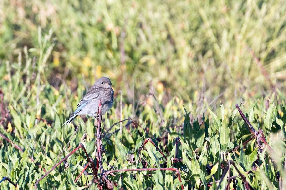 Western Bluebird - ML103041741