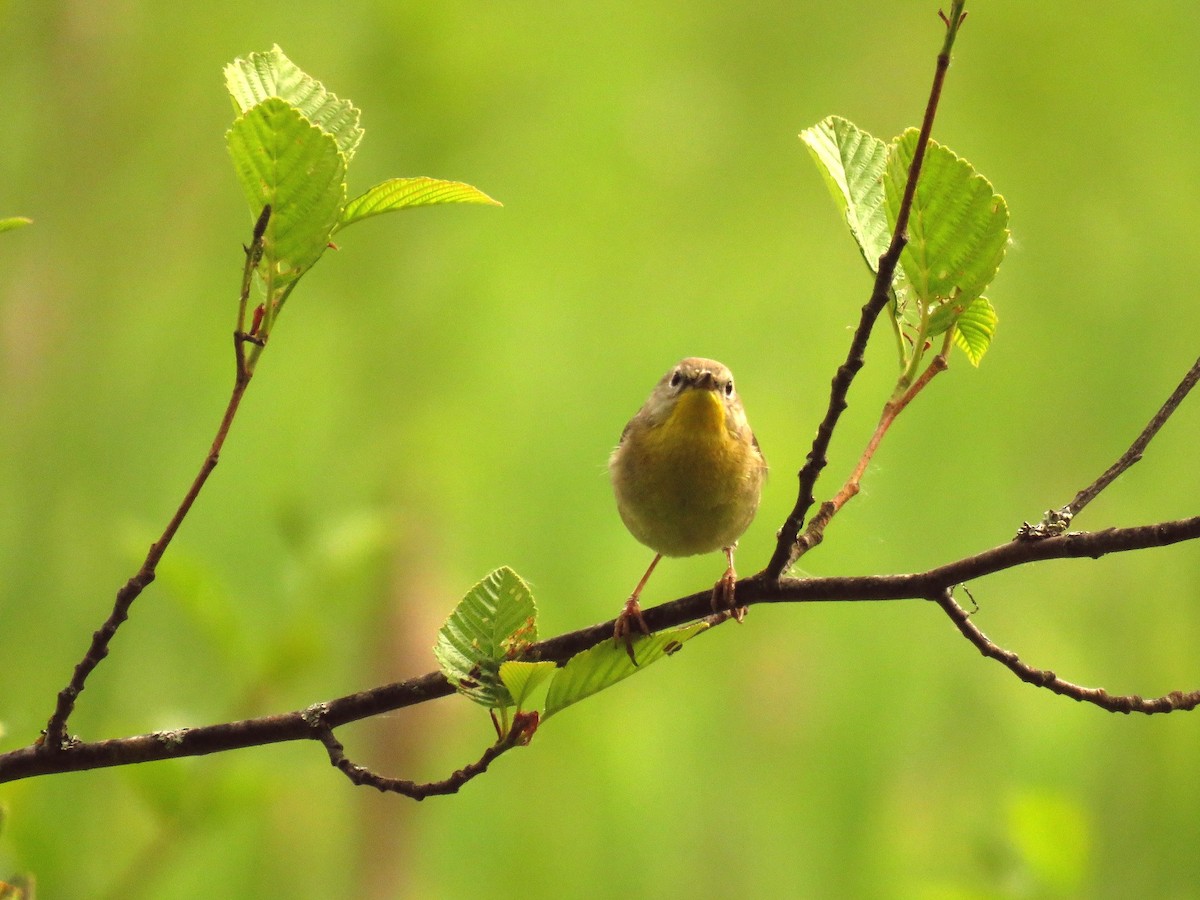 Common Yellowthroat - ML103042001