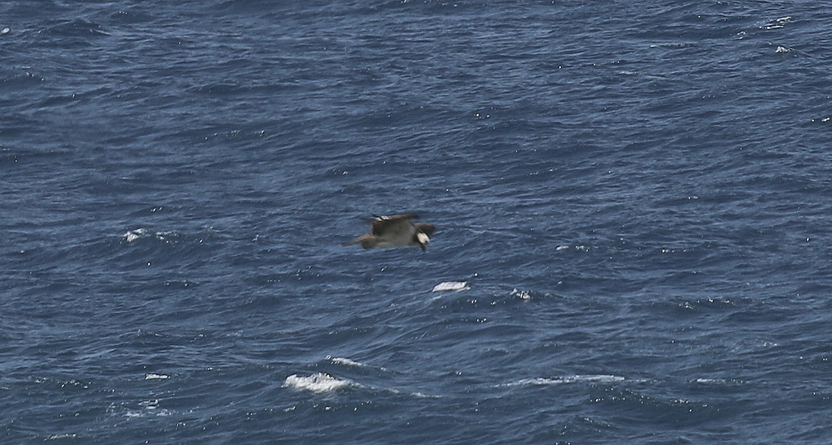 Águila Pescadora - ML103043181