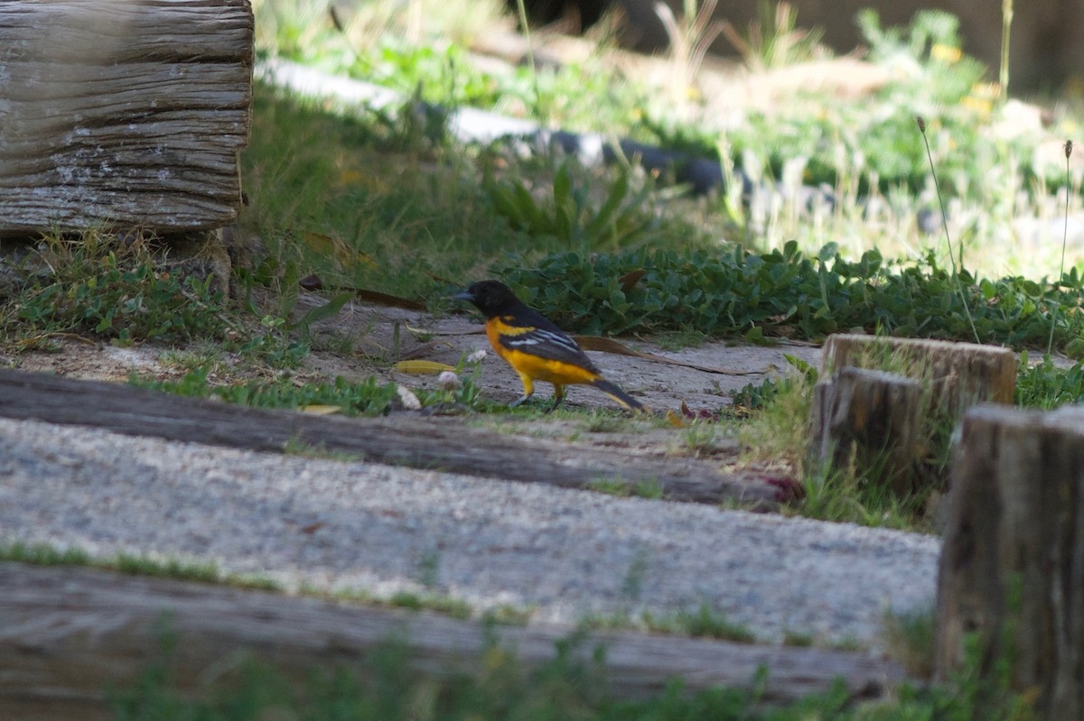 Baltimore Oriole - Andrew Howe