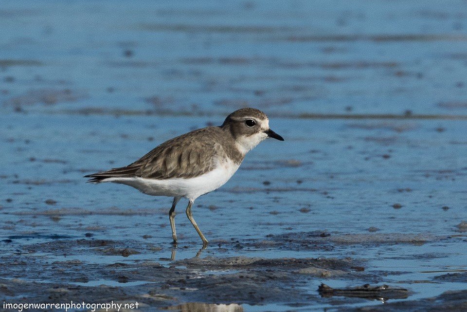 Double-banded Plover - ML103045271