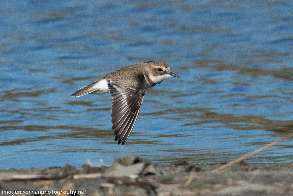 Double-banded Plover - ML103045471