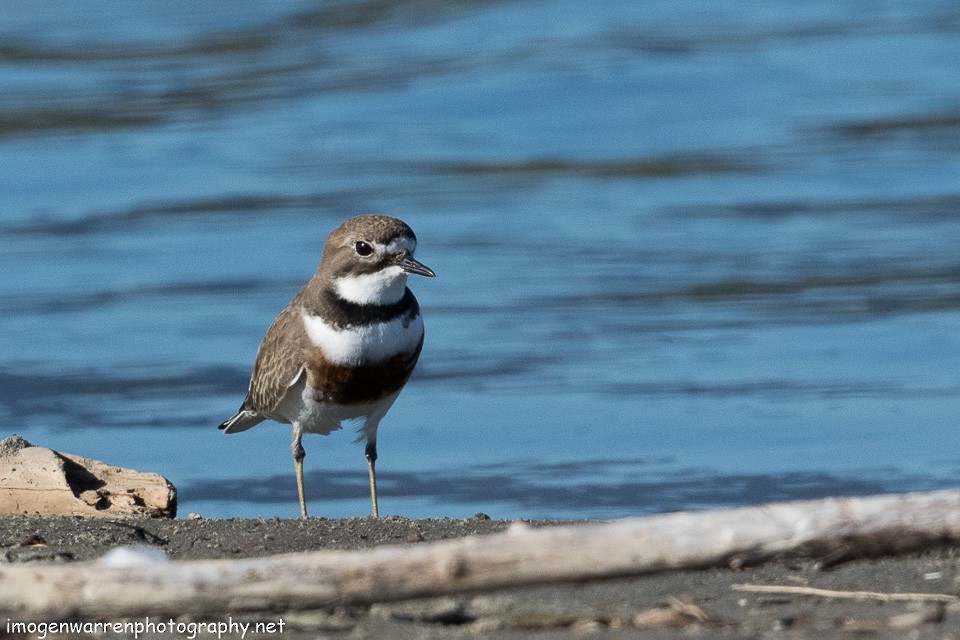 Double-banded Plover - ML103045481