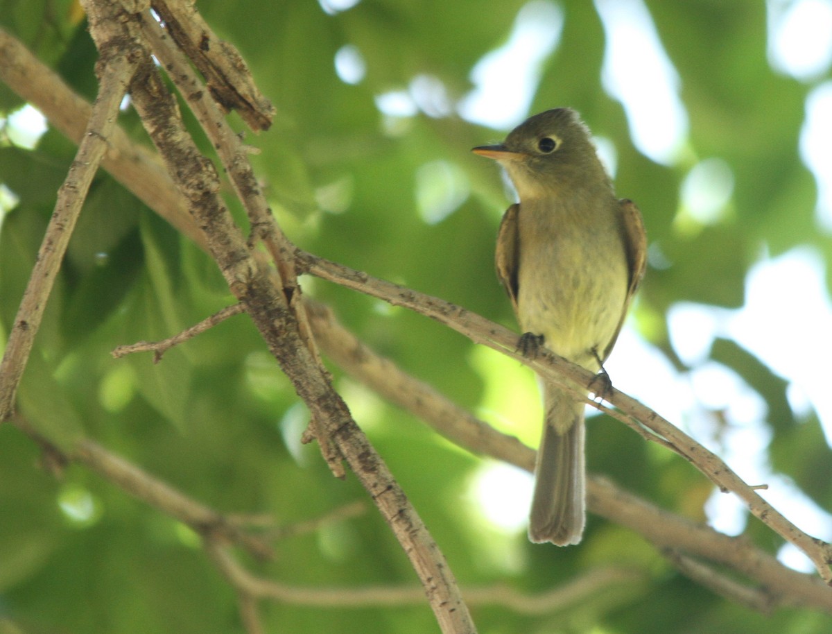 Western Flycatcher (Cordilleran) - ML103047281