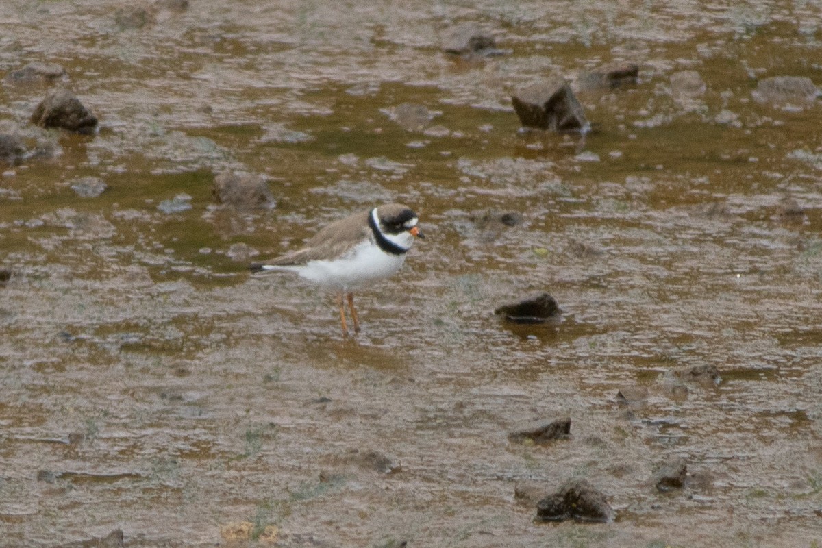 Semipalmated Plover - ML103047321