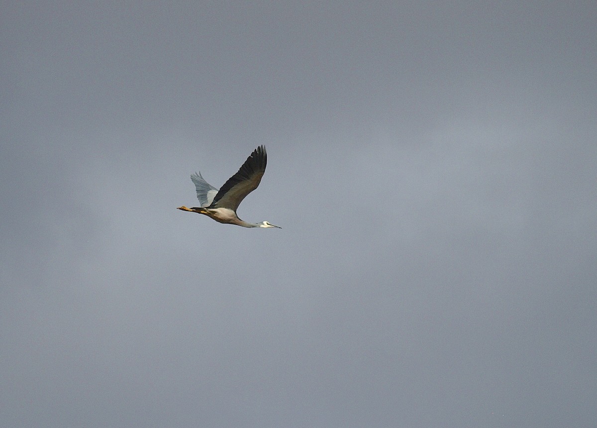 White-faced Heron - ML103048071