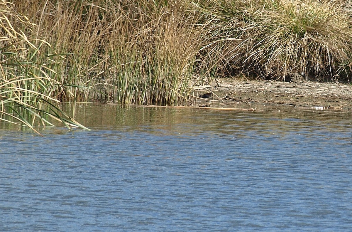 Spotless Crake - ML103048101