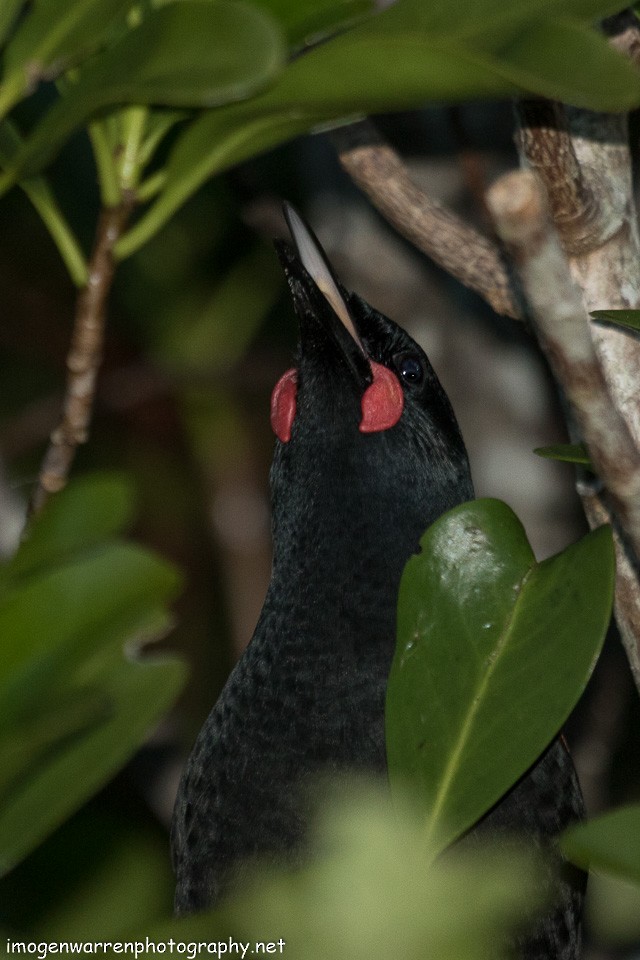 North Island Saddleback - ML103048171