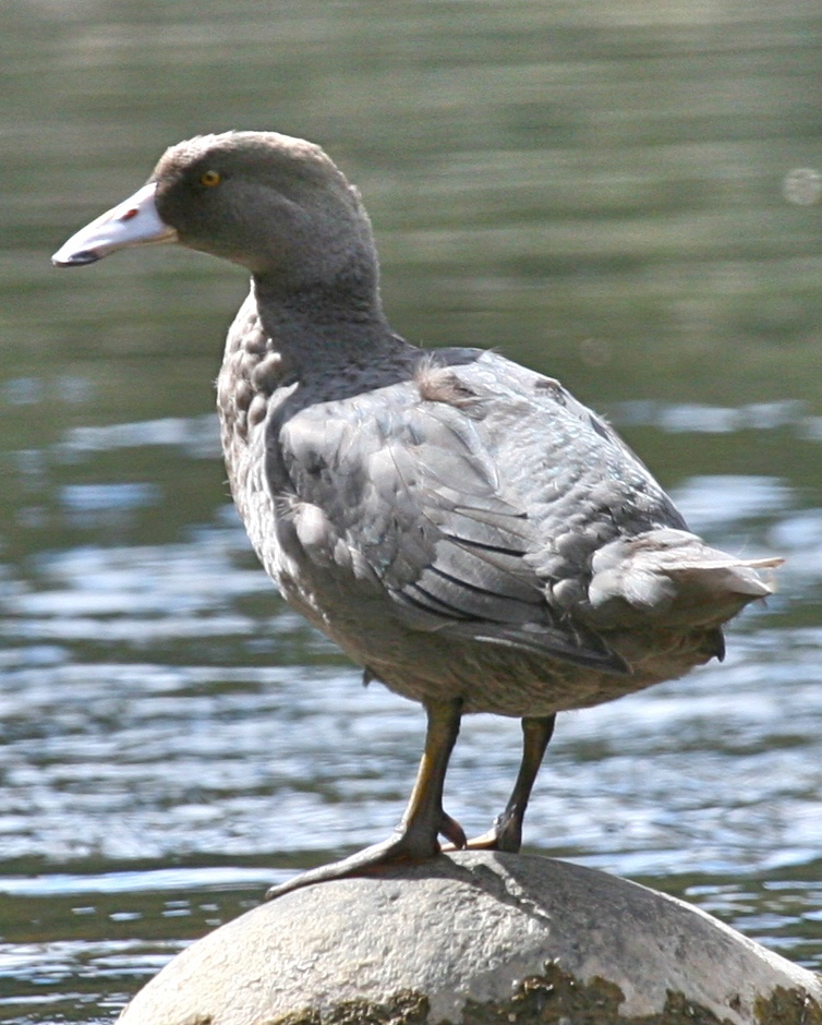 Blue Duck - ML103048191