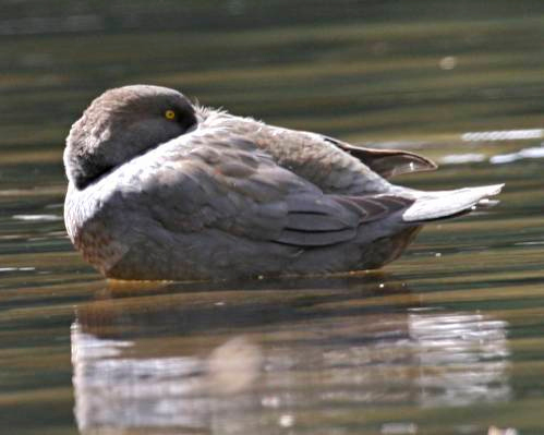 Blue Duck - ML103048201