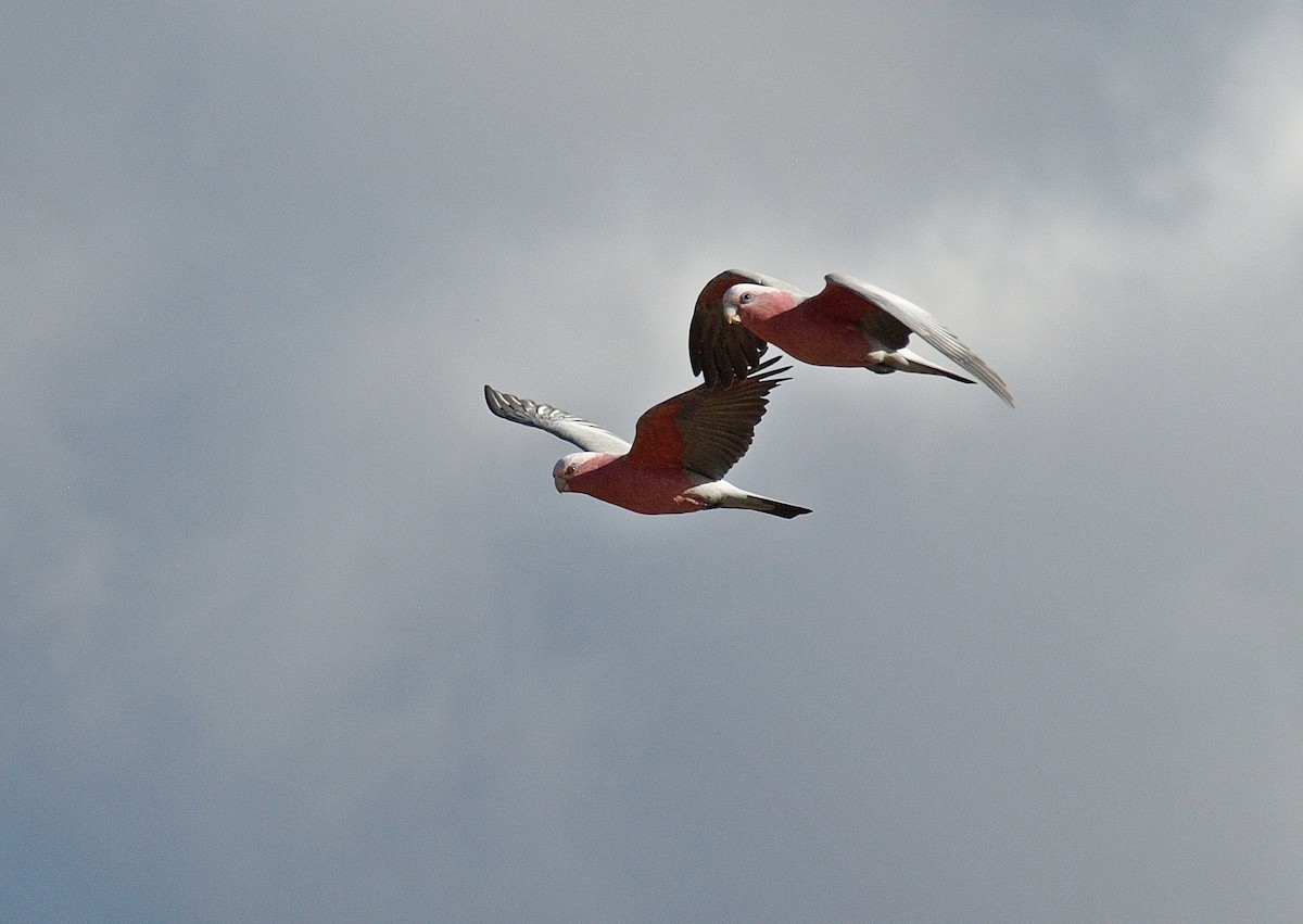 Cacatúa Galah - ML103048231