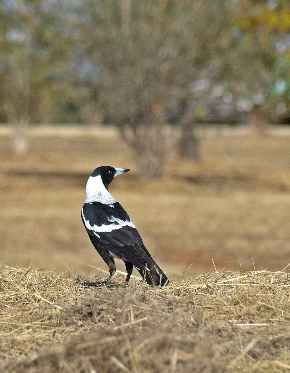 Australian Magpie - ML103048341