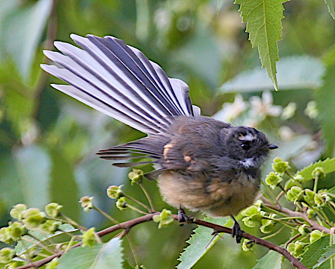 New Zealand Fantail - ML103048411