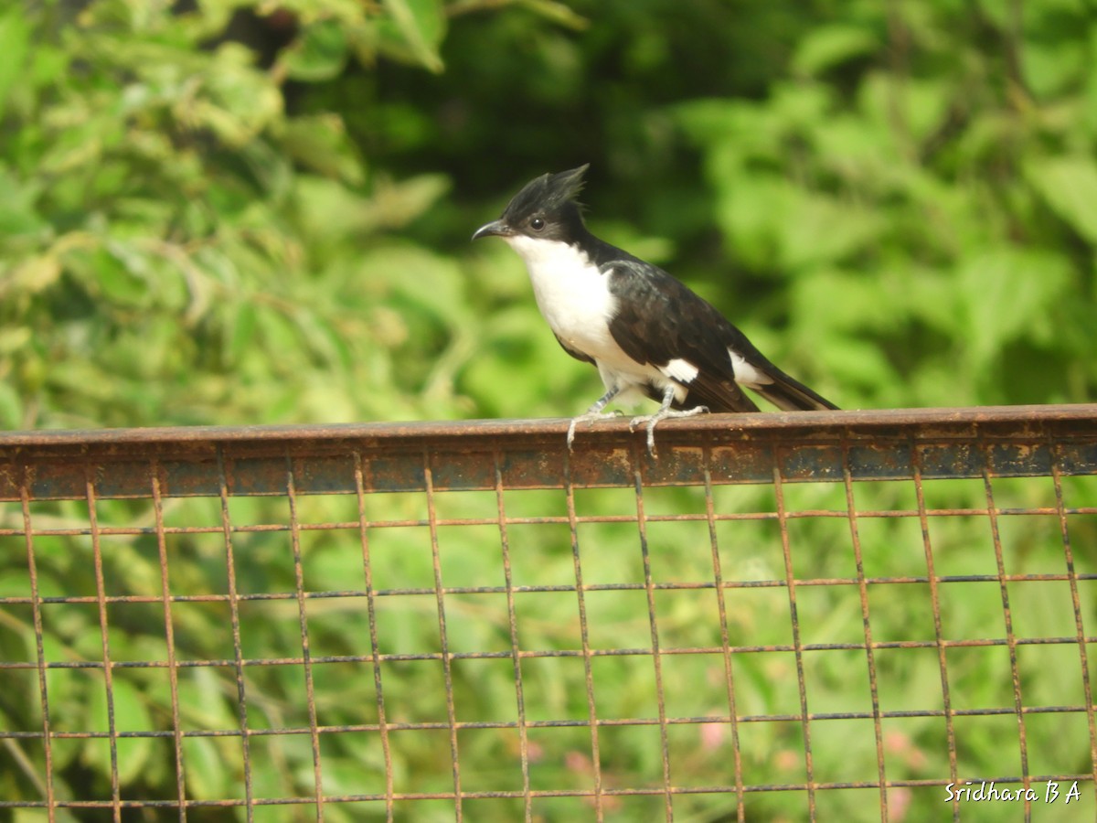 Pied Cuckoo - Sridhara B A