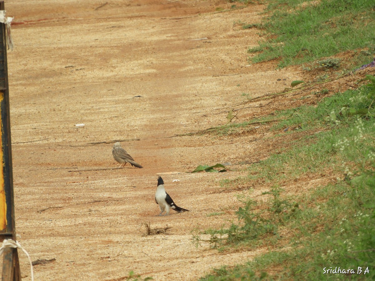 Pied Cuckoo - Sridhara B A