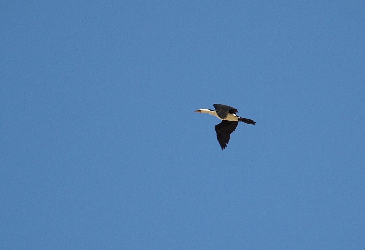 Little Pied Cormorant - ML103049531