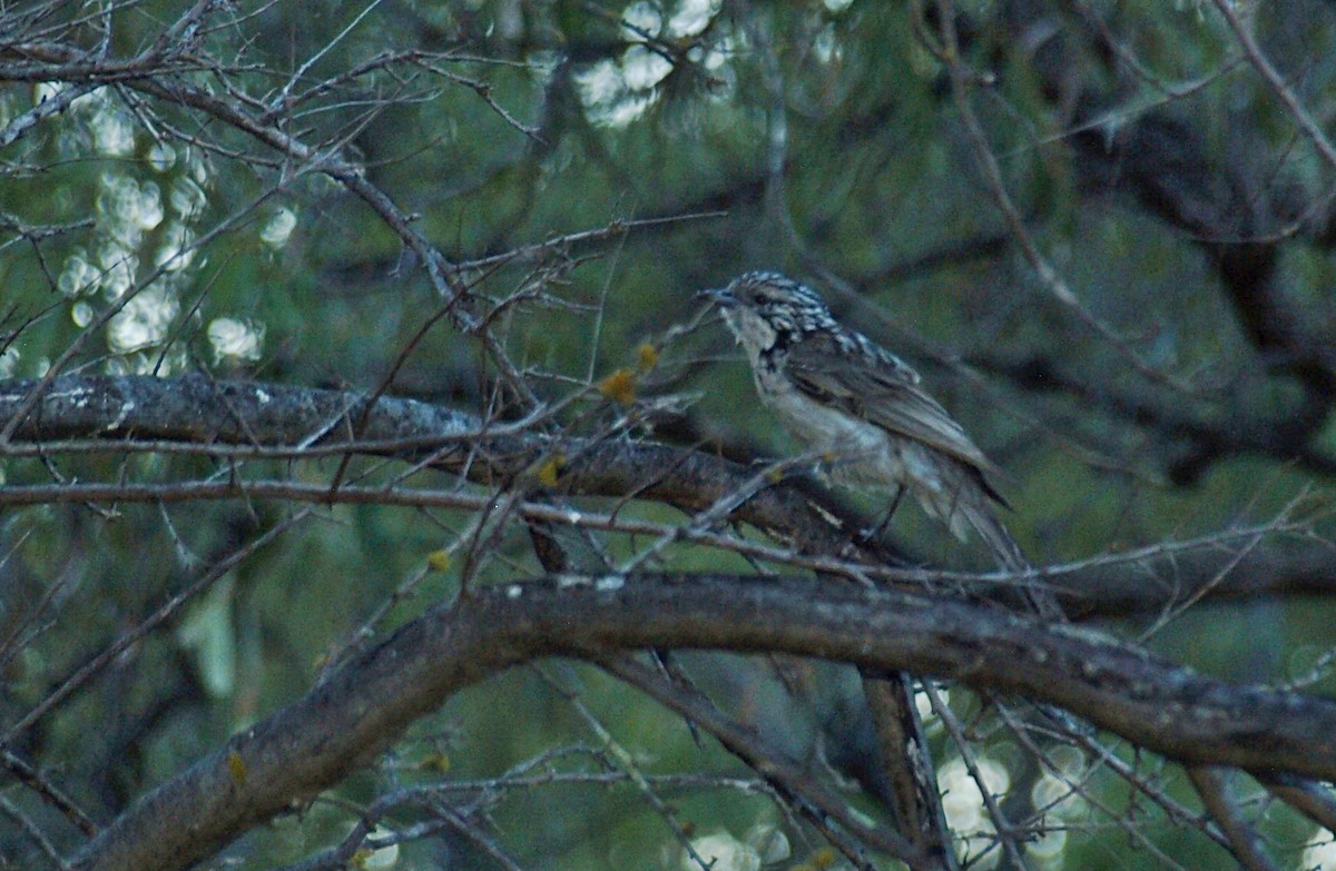 Striped Honeyeater - ML103049651