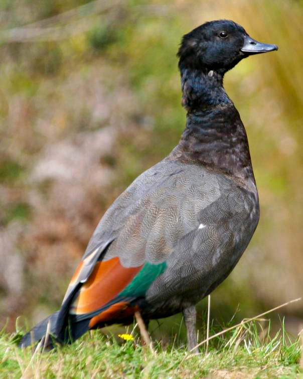 Paradise Shelduck - ML103049781