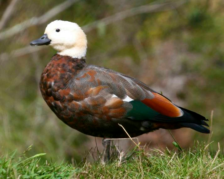 Paradise Shelduck - ML103049791