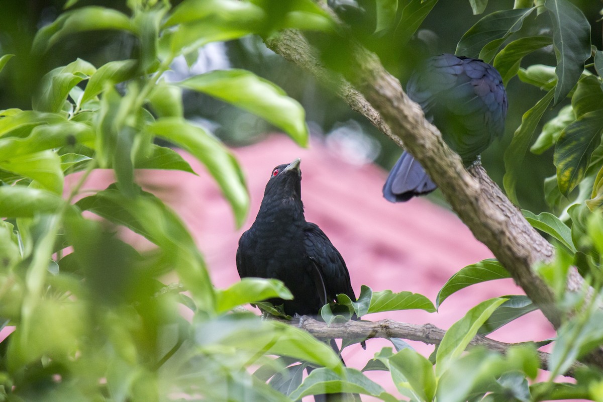 Asian Koel - Michael Teoh