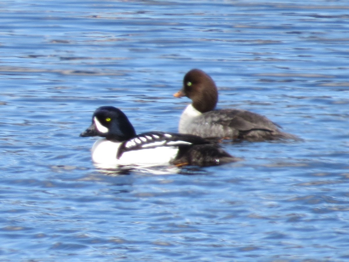 Barrow's Goldeneye - ML103049941