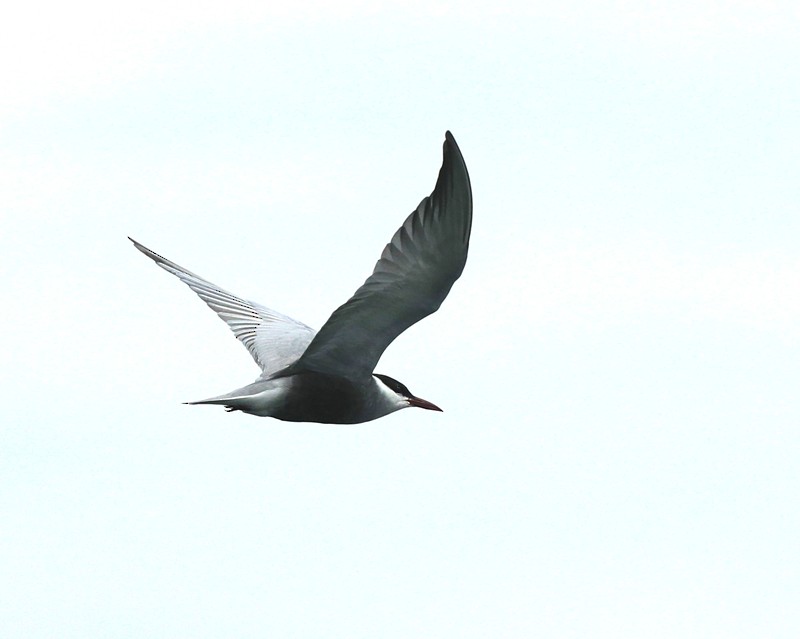 Whiskered Tern - ML103050111