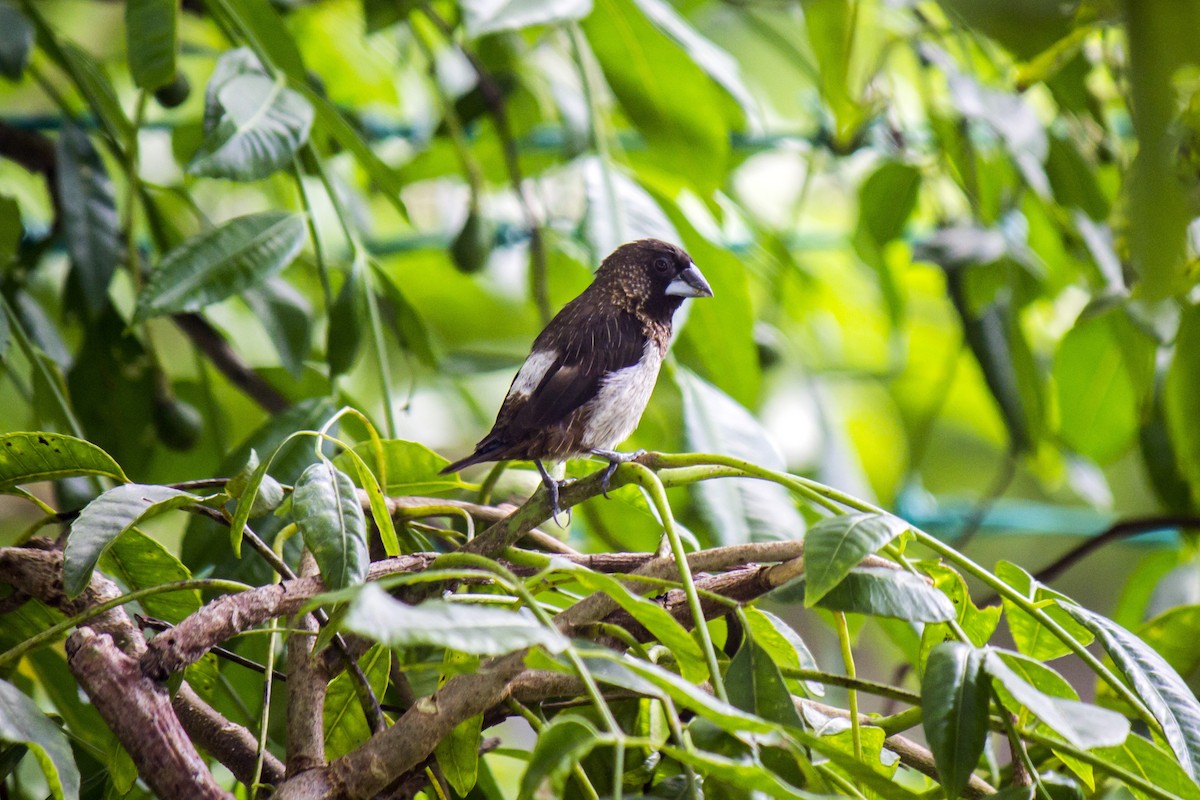 White-rumped Munia - ML103050531