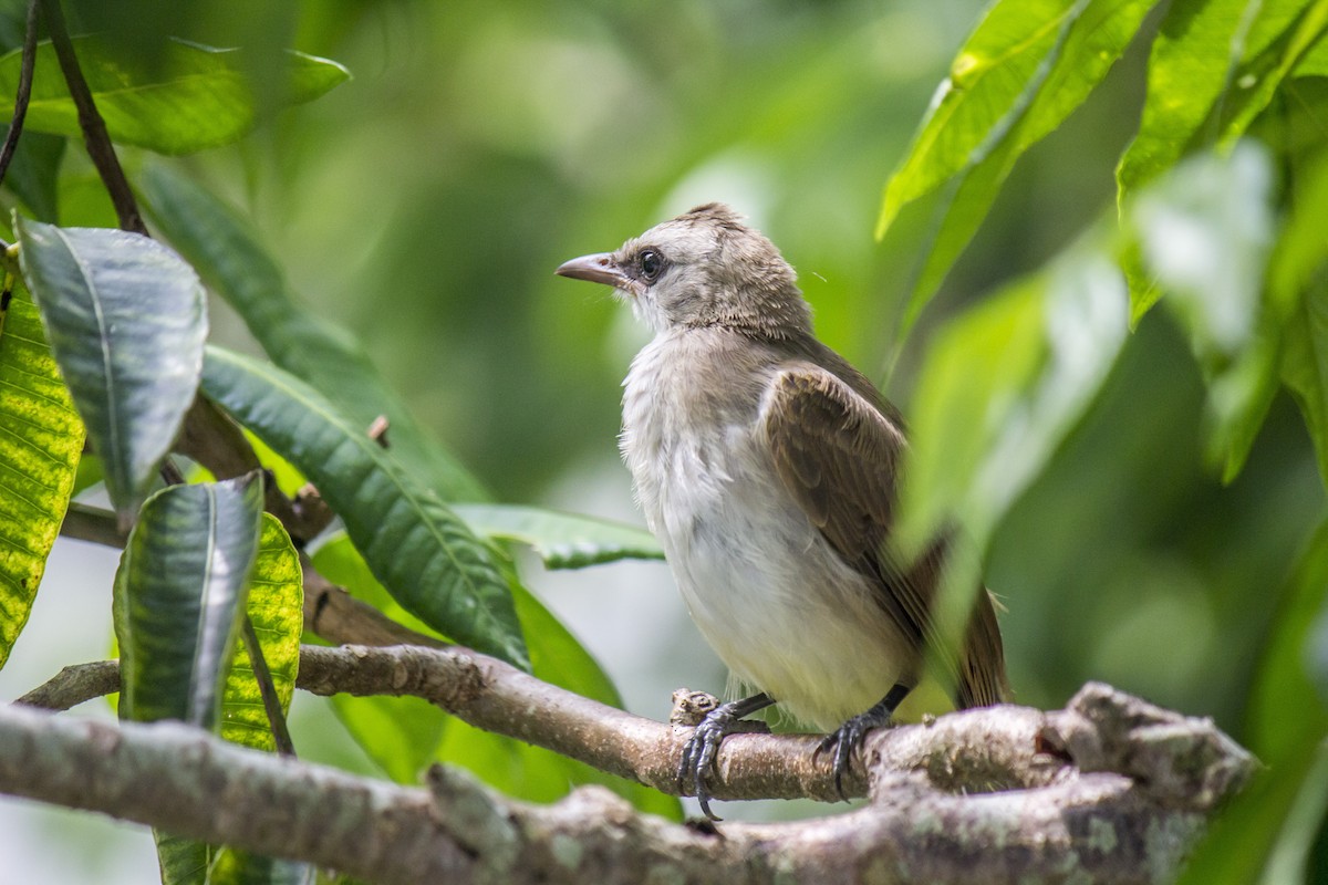 Yellow-vented Bulbul - ML103050691