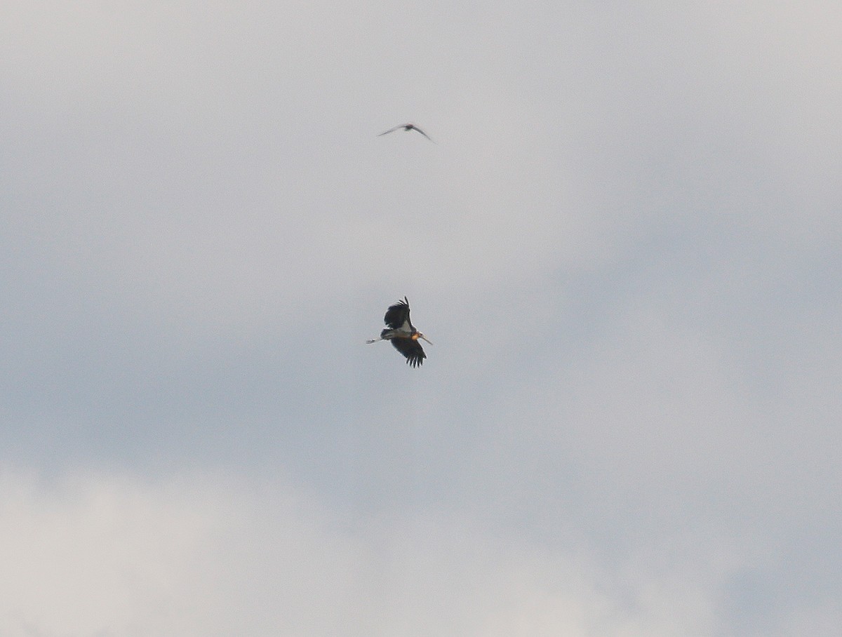 Lesser Adjutant - ML103051351