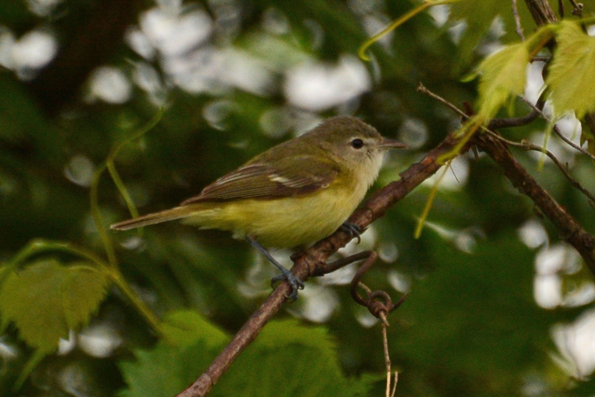 Vireo de Bell - ML103052891