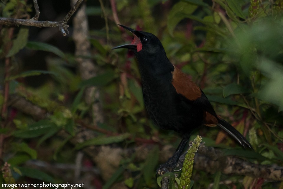 North Island Saddleback - ML103053421