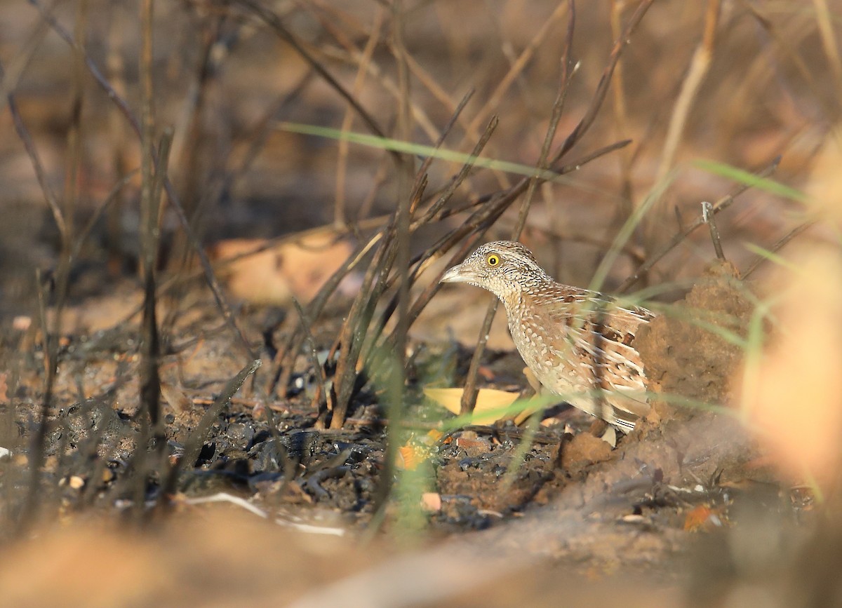 Chestnut-backed Buttonquail - Marc Gardner