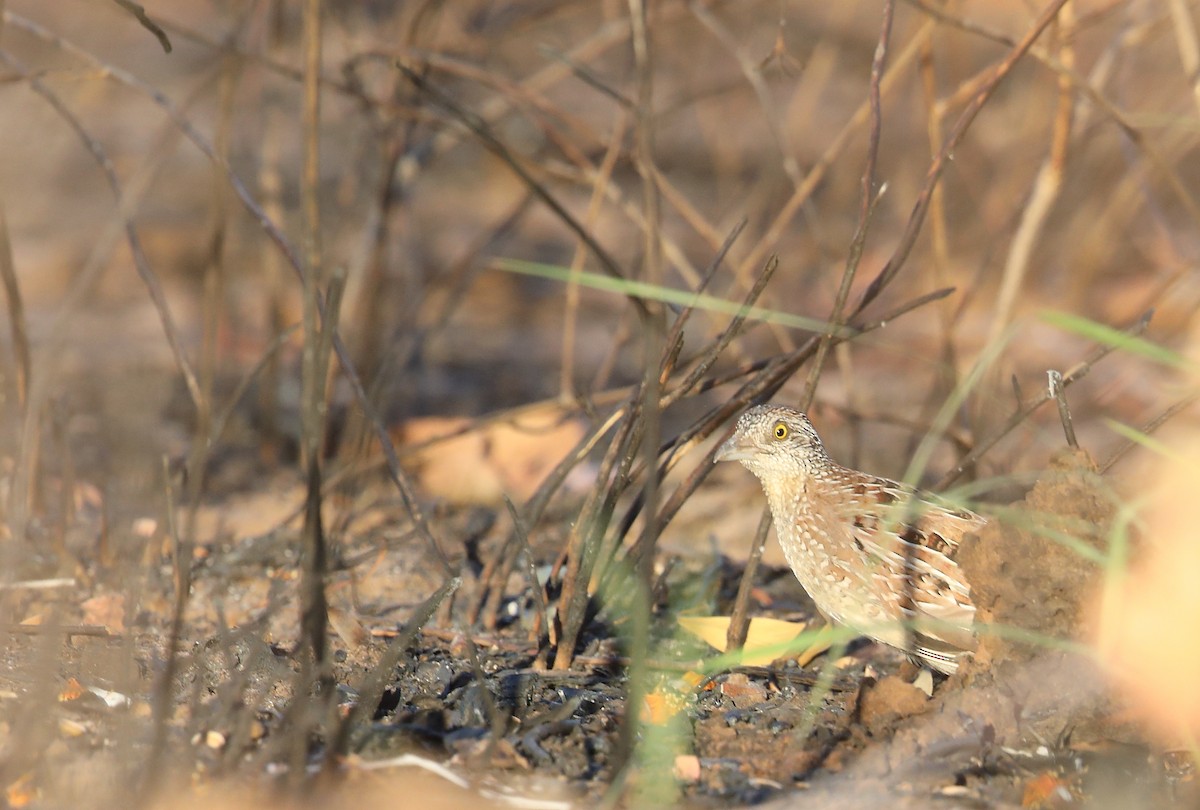 Chestnut-backed Buttonquail - Marc Gardner